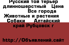 Русский той-терьер длинношерстный › Цена ­ 7 000 - Все города Животные и растения » Собаки   . Алтайский край,Рубцовск г.